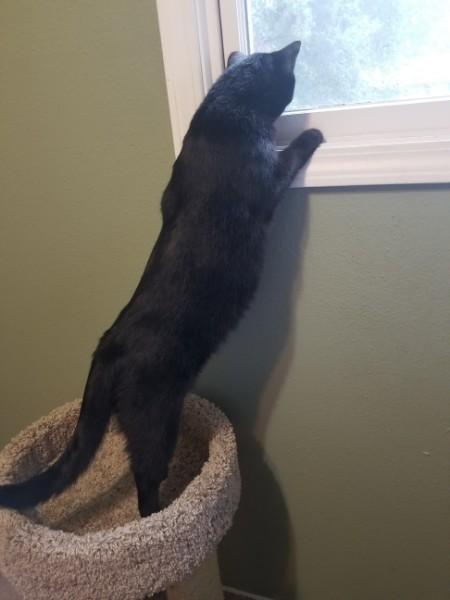 Pantera the Cat