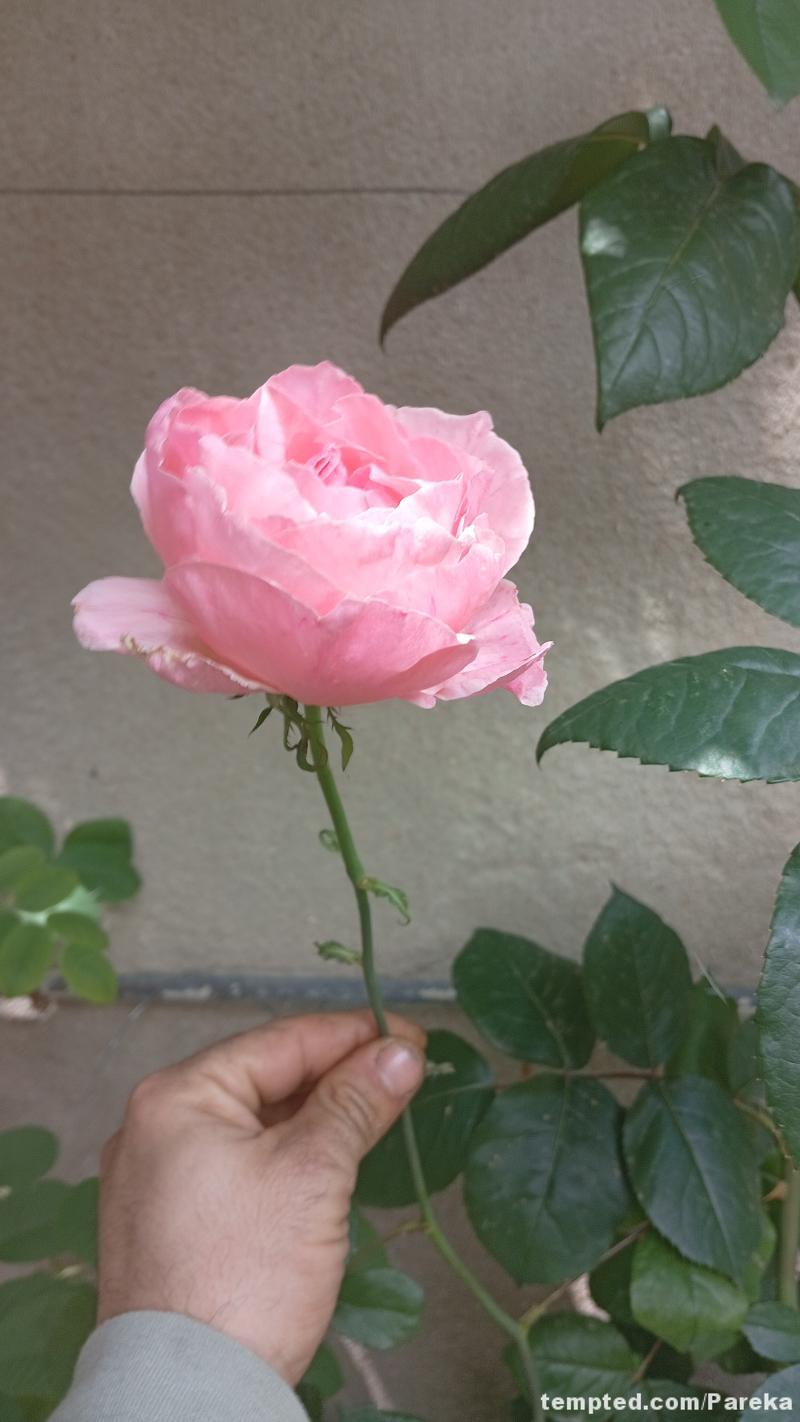 Flor