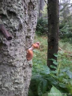natur