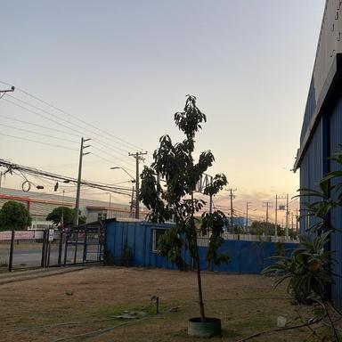 Exoticobrisajal