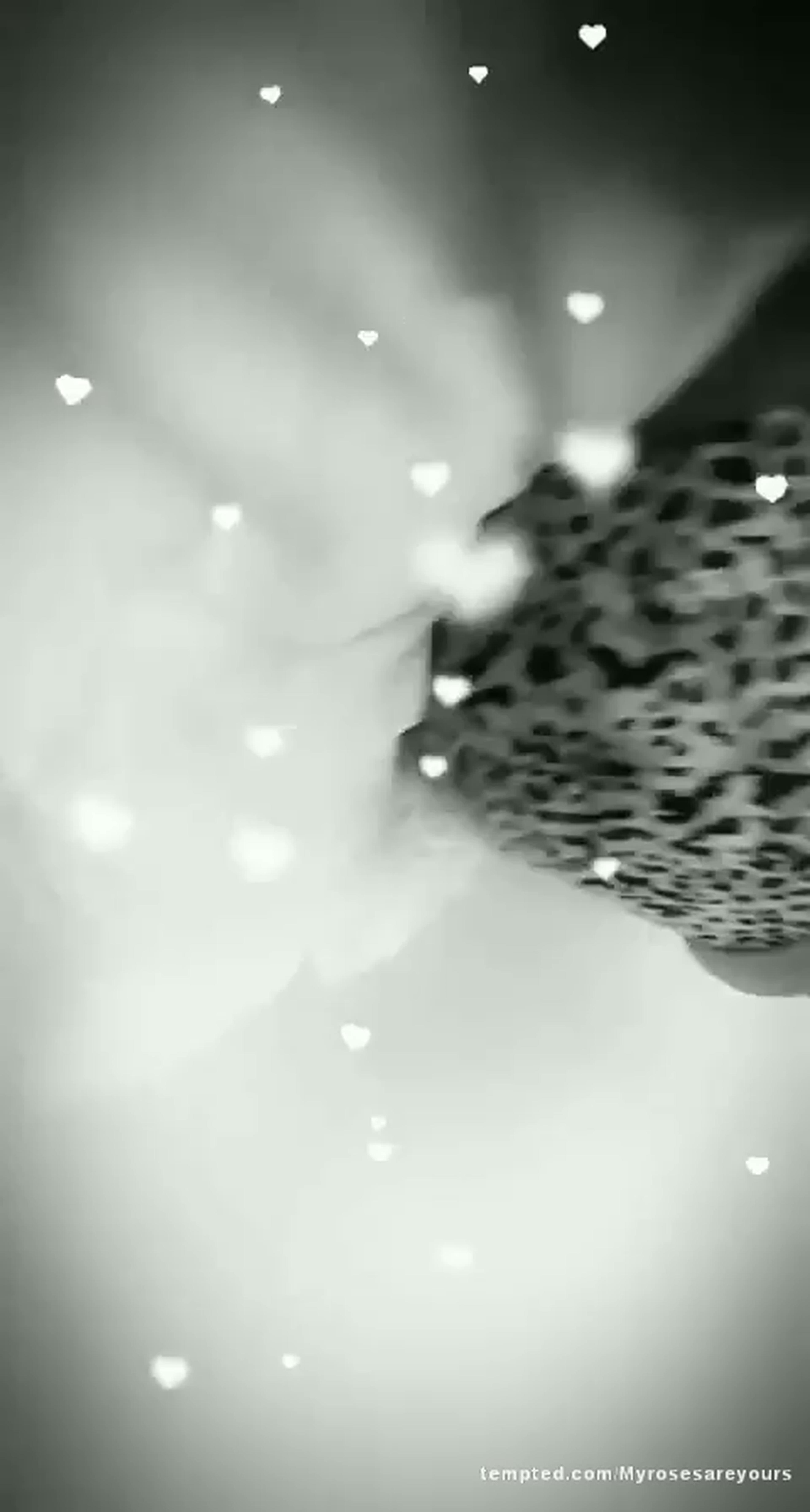 Promotional video cover