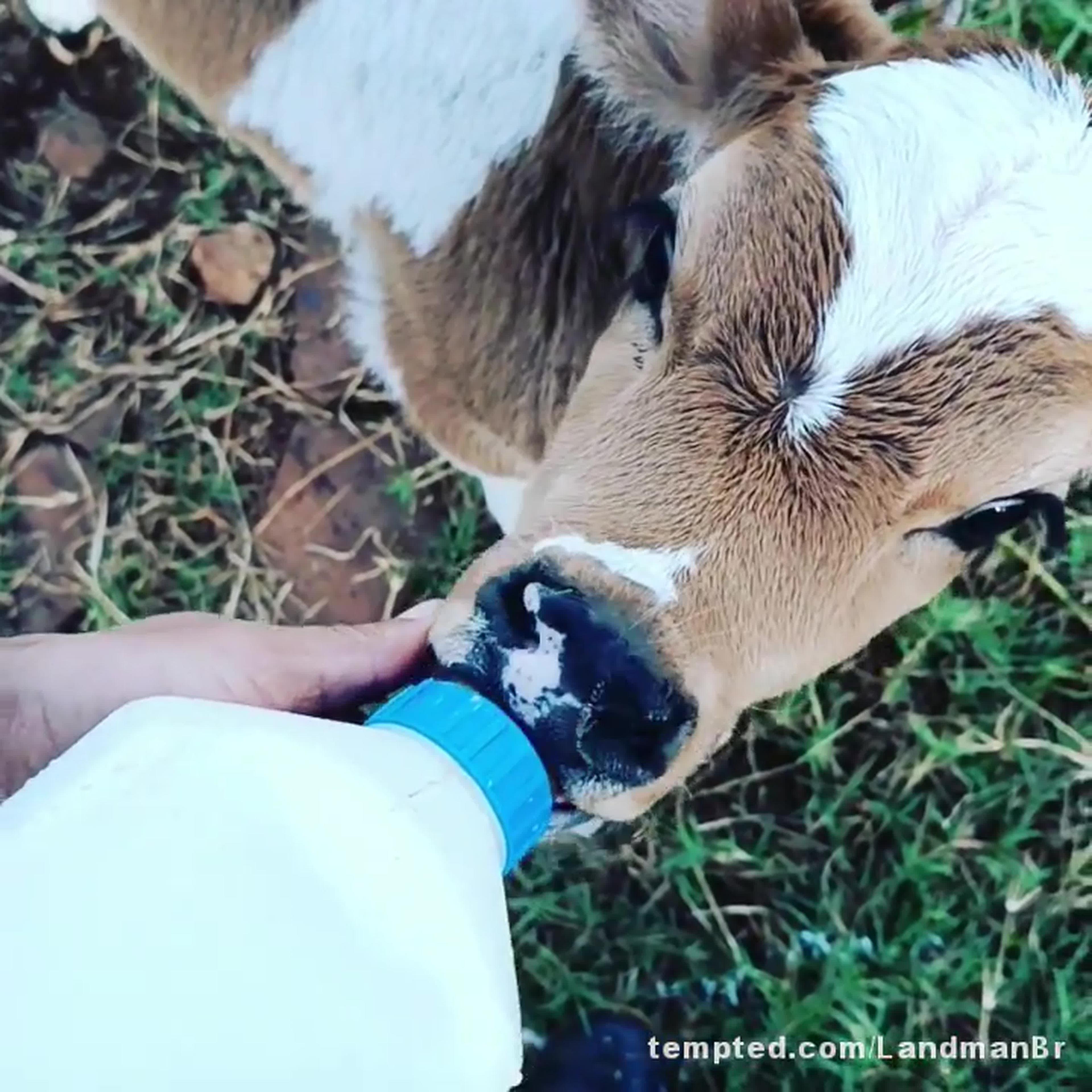 Tratando dos animais