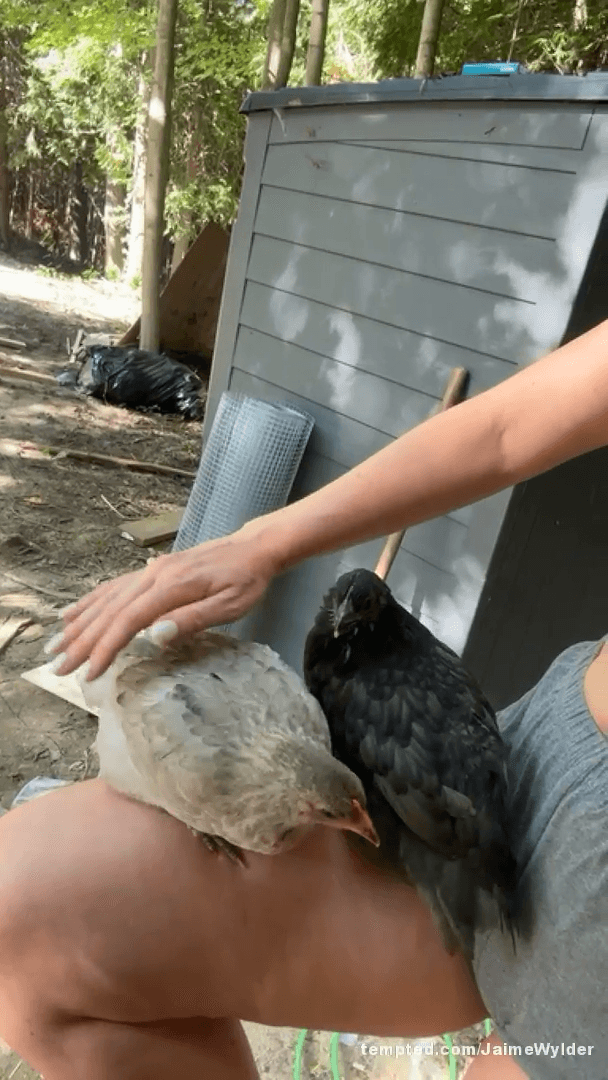 chickens first night in their coop