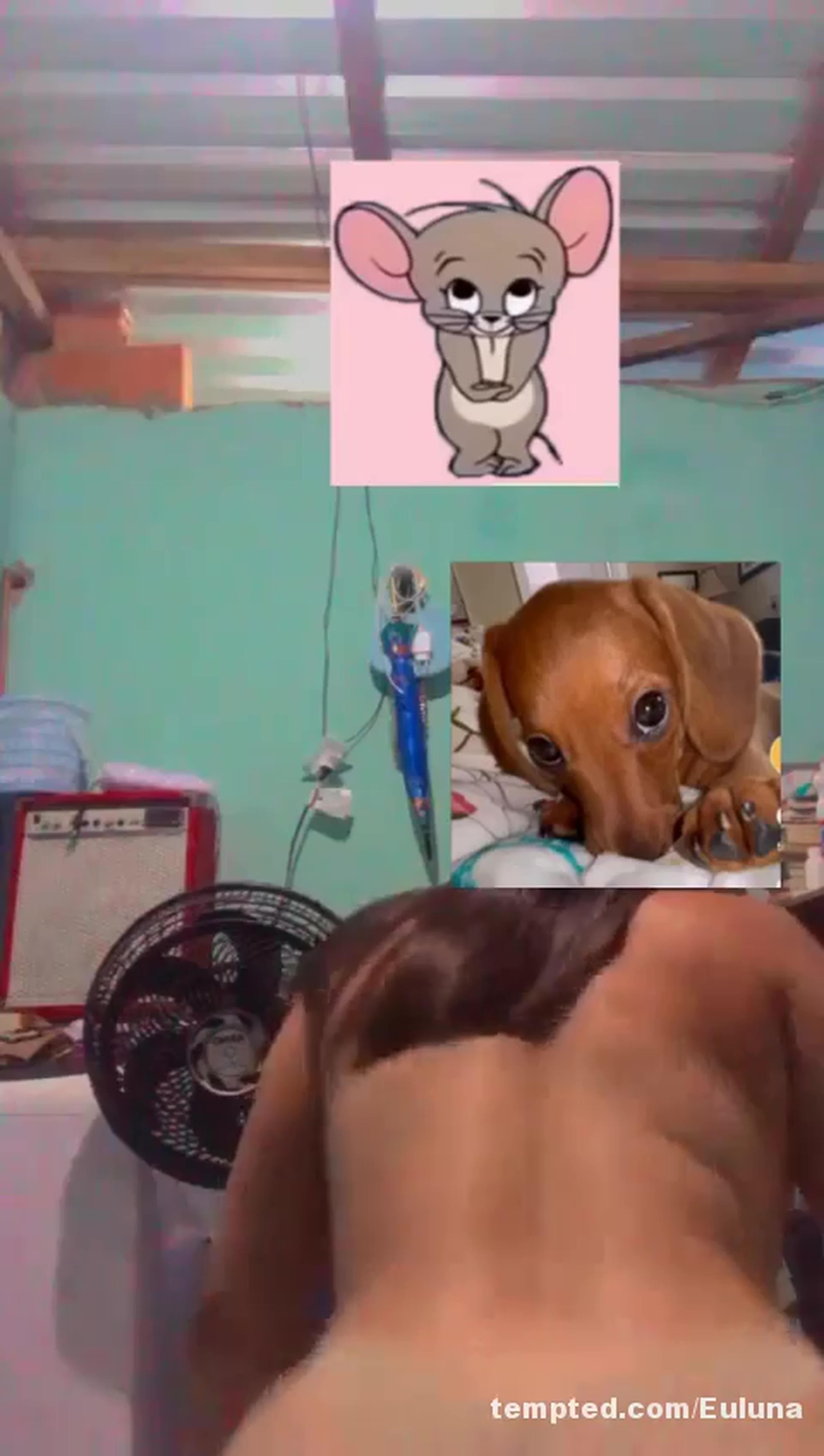 Apresentação